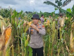 Polsek Cisauk Dampingi petani hingga panen jagung